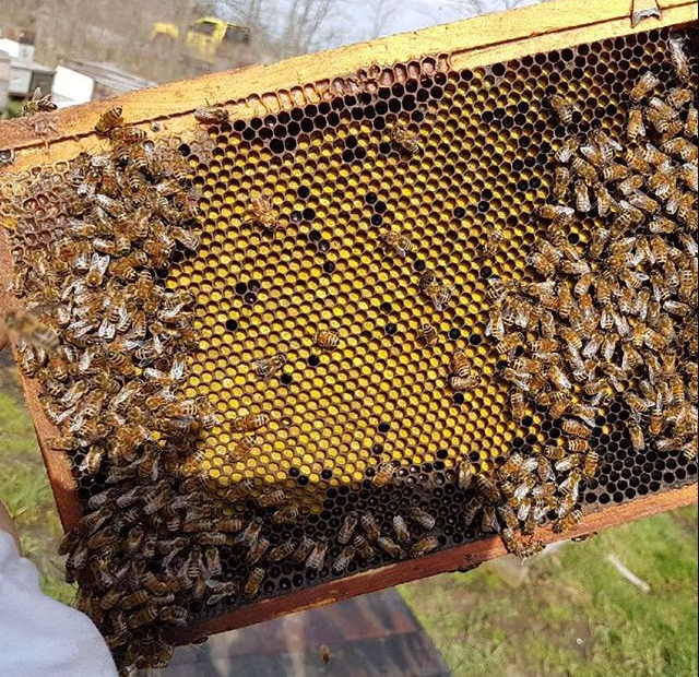 Charlie Bee Honey / Parker Bee Apiaries